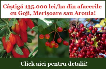 3 culturi profitabile - Goji, Merisoare, Aronia
