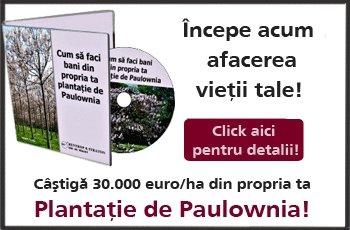 Plantatia de Paulownia - afacerea anului 2012