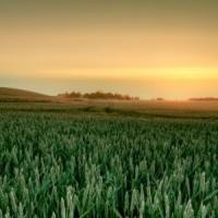 Romania, una dintre tarile cu cele mai fertile terenuri agricole din lume