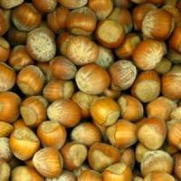 Afaceri agricole inedite, in Romania - Cultivarea alunului!