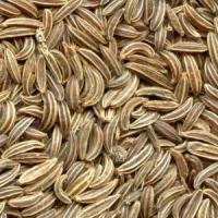 Afaceri agricole cu chimen cultivat in sistem ecologic