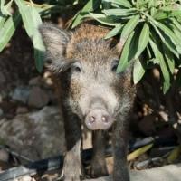 Afaceri inedite in 2013: Cresterea ... mistretilor!