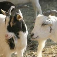 Ferma de capre - Afacerea viitorului in Romania!