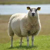 Subventia pentru ovine si caprine in zonele defavorizate!