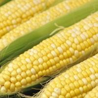 Agrostar: Productia agricola va fi mai redusa decat anul trecut