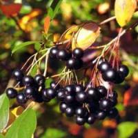 Afacerea anului 2018: Cum sa cultivi Aronia pe terenul tau?