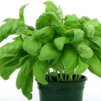 Afaceri cu plante aromatice: Oregano te poate imbogati!