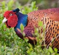 Cresterea fazanilor pentru profit, afacerea agricola a anului