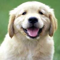 Puppy Room - Tehnica de destresare a studentilor!