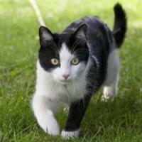 Idei de afaceri online de viitor - Pet-shop online si farmacie veterinara!
