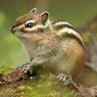 Idei de afaceri unice in Romania: mini-ferma de veverite siberiene