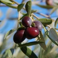 Idei de afaceri originale - Restaurantul mediteranean!