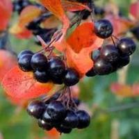 3 culturi profitabile in Romania - Goji, Aronia si merisoarele!