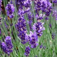 Afaceri de basm - Cultiva lavanda si imbogateste-te!