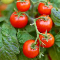 Afaceri agricole afectate de virozele legumelor