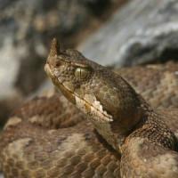 Ferma de vipere: Detalii despre Vipera ammodytes (vipera cu corn)