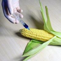 Organismele modificate genetic (OMG)