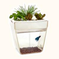AquaFarm - Acvariul care se curata singur si creste plante comestibile!
