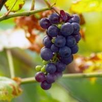 Statul va finanta 80 la suta din costul primelor de asigurare platite de catre viticultori