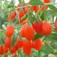 Csaba Konrad Kolbaszer - Antreprenorul care detine cea mai mare plantatie bio de goji din Europa