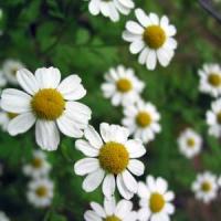 Afaceri profitabile cu cele mai valoroase plante medicinale in 2013!