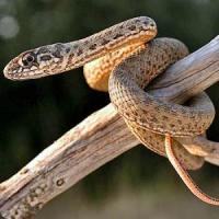 Vipera ammodytes ammodytes si vipera ammodytes montadoni