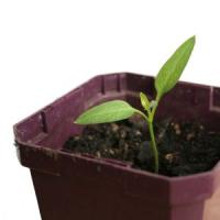 O afacere care nu poate da gres: Cultiva plante aromatice pe balcon sau in casa!