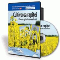 Cultivarea rapitei - afacerea agricola a momentului!