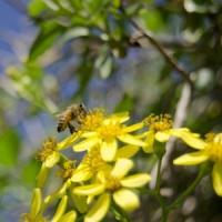 Afaceri profitabile in Romania: Apicultura aduce bani buni si in 2013!
