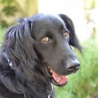 Afaceri in 2013 - Servicii de recuperare a animalelor pierdute!