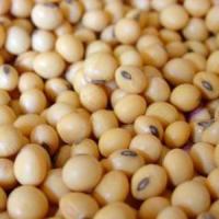 Romania a pierdut mai mult de 1 mld euro pentru ca nu a cultivat soia modificata genetic