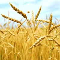 Care au fost cei mai mari producatori de cereale anul trecut?