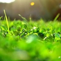Idei de afaceri cu nivel competitional minim - Servicii de amenajari de peluze!