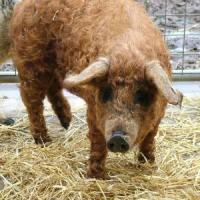 Porci de Mangalita - idei noi, oportunitati noi