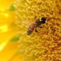 70 de procente din mierea ecologica din Romania merge la export!