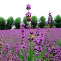 Lavanda pe un singur hectar - Profit de 8000 de euro pe an