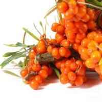 Afaceri agricole cu catina - Recoltarea si valorificarea catinei