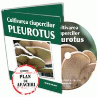 Cultivarea ciupercilor Pleurotus in sistem intensiv