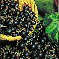 Afaceri agricole profitabile - Cele mai importante soiuri de coacaz negru!