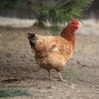 Atentie la organele de pasare in stare congelata!