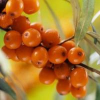 Afaceri agricole profitabile - Cultiva catina pentru 67.500 euro/ha!