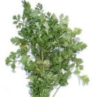 Afaceri agricole profitabile - Cultivarea coriandrului!