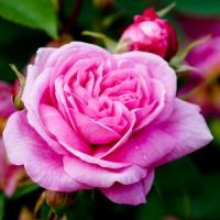 Cultivarea trandafirilor - noua afacere profitabila in Romania!