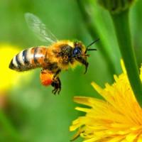 Cresterea albinelor pentru obtinerea de propolis valoros