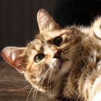 3 motive pentru care oamenii tai lenevesc!