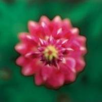 Afaceri agricole geniale - Lupinul, mai mult decat o planta decorativa!
