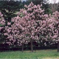 De ce sa iti infiintezi o plantatie de copaci Paulownia?