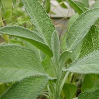Idei de afaceri cu salvie, menta sau alte plante de leac