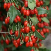 Goji, planta in care investesti putin si scoti profit mare