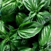 Afaceri agricole ecologice - Combaterea daunatorilor in sistem ecologic